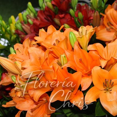 FLORERÍA Y FLORISTERÍA CHRIS